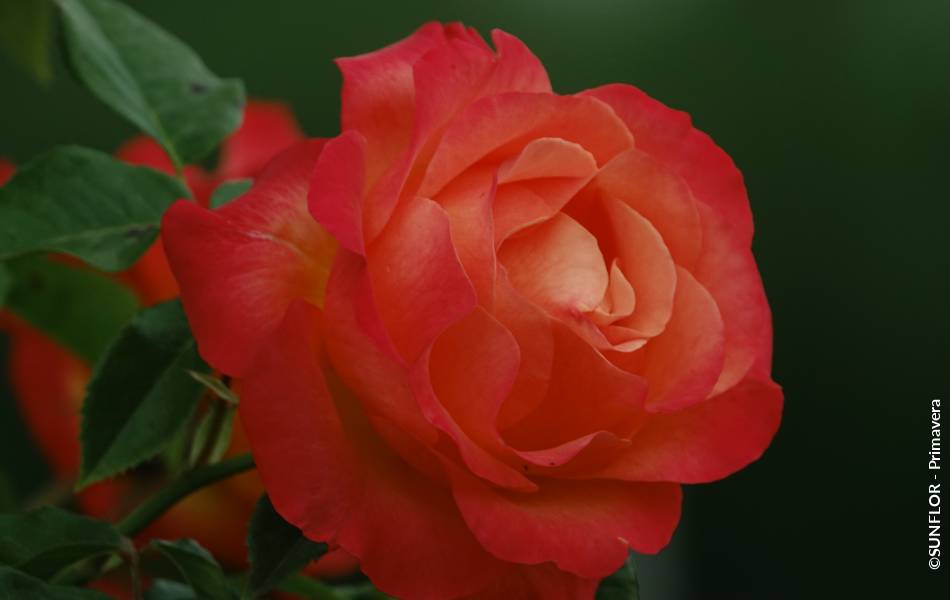 ©SUNFLOR - Primavera